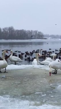 Dnipro nehri buzla kaplı ve Dnipro nehri, Ukrayna, Kyiv 'in tepesinde kuşlar var.