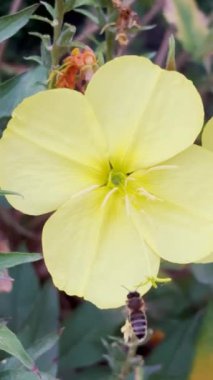 Sarı çiçek açarken sabah gün doğumunda