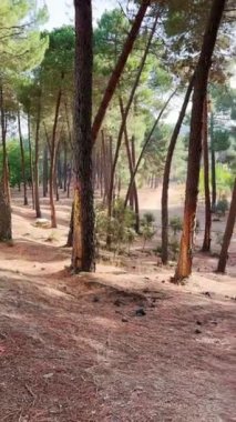 Eğlence alanı, Sierra Tejeda Doğal Parkı, El Robledal, İspanya
