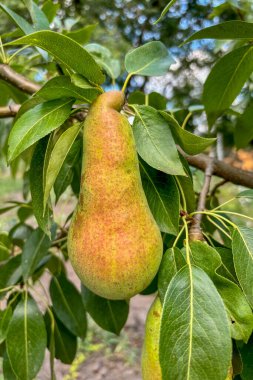 olgun armut ağacı dalı demet