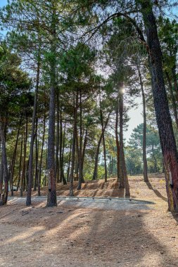 Recreation area el Robledal, start of hiking trail to peak Maroma, Sierra Tejeda Natural Park, Spain clipart