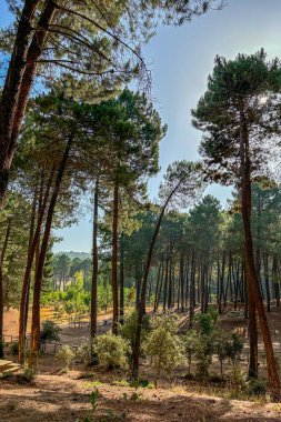 El Robledal dinlenme alanı, Maroma, Sierra Tejeda Doğal Parkı, İspanya 'ya yürüyüş parkı.