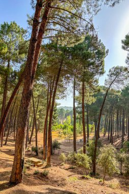 El Robledal dinlenme alanı, Maroma, Sierra Tejeda Doğal Parkı, İspanya 'ya yürüyüş parkı.