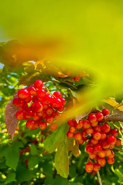 Guelder gülü (viburnum opulus) sonbaharda böğürtlen ve yapraklar. 