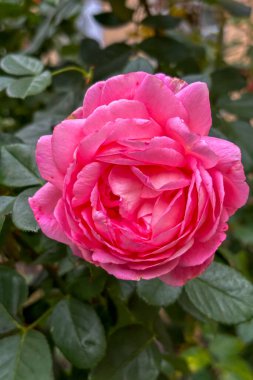 kırmızı gül bahçesinde