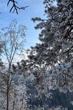 Frosty winter walk to Tomasovsky view, the rock protuberance providing wonderful views in National Park of Slovensky raj, Slovakia clipart