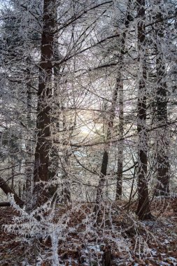 Frosty winter walk to Tomasovsky view, the rock protuberance providing wonderful views in National Park of Slovensky raj, Slovakia clipart