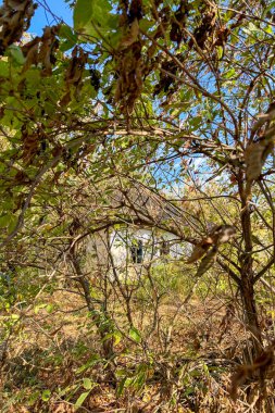 Sazlık ve orman yolu, Poltava bölgesi, Ukrayna