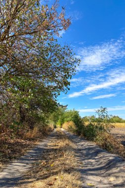 Sazlık ve orman yolu, Poltava bölgesi, Ukrayna