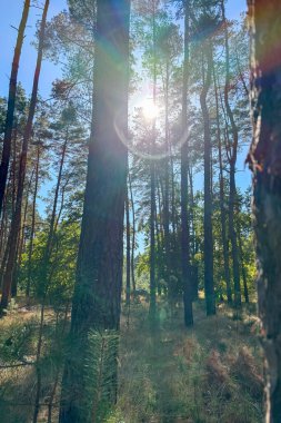 The sun shining through the pine forest canopy clipart