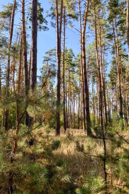 Güneş çam ormanlarının tepesinde parlıyor.