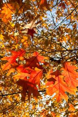 Red leaves fluttering in the strong wind clipart