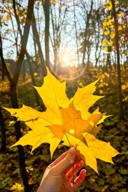 Altın sonbahar yaprakları, yumuşak güneş ışığında parıldıyor mevsimsel güzelliğin pitoresk bir sahnesini oluşturuyor.