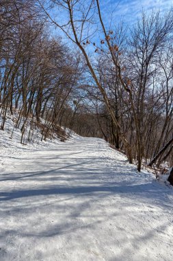 Ukrayna, Kyiv 'deki parkta güneşli bir kış günü