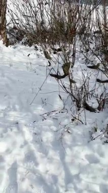 Ukrayna 'nın başkenti Kyiv' de sakin bir kış gününde dondurucu Dnypro Nehri 'nin tadını çıkarıyordu.