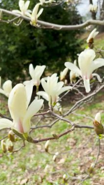 Botanik bahçesinde, Kiev, Ukrayna 'da canlı renkler ve egzotik zarafet sergilenen orkideler zarifçe çiçek açıyor..