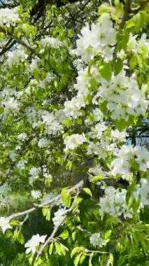 Ukrayna 'nın bahçesinde bir elma ağacı çiçek açıyor. Bahar havasını narin beyaz çiçekler ve taze kokularla dolduruyor..