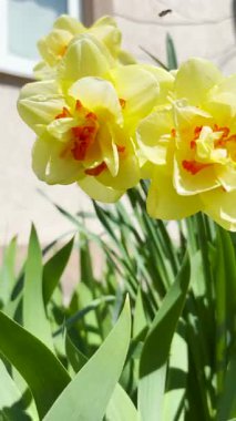 Renkli nergisler bahçeye canlı canlı çiçek açar, bahar güzelliği ve cazibe taşır doğal ortama.