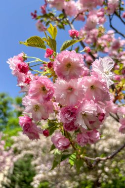 Ukrayna 'nın bahçesinde bir elma ağacı çiçek açıyor. Bahar havasını narin beyaz çiçekler ve taze kokularla dolduruyor..