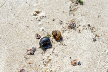 Kiev Denizi, Ukrayna 'nın kumlu sahillerine saçılmış küçük salyangozlar hassas bir doğal bileşim oluşturuyorlar..