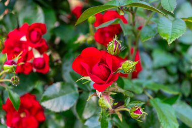 Bahçede zarifçe açan güzel güller, boşluğu canlı renkler ve doğal zarafetle dolduruyor.