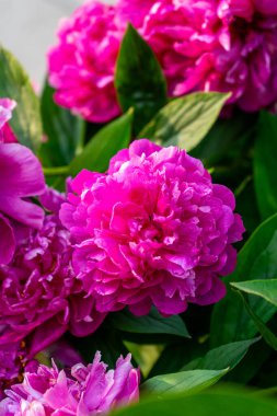 Büyükannemin bahçesinde canlı renklerle açan parlak yıldızlar, boşluğu nostaljik cazibe ve mevsimsel güzellikle dolduruyorlar..