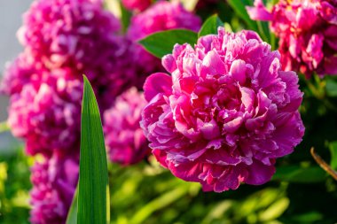 Büyükannemin bahçesinde canlı renklerle açan parlak yıldızlar, boşluğu nostaljik cazibe ve mevsimsel güzellikle dolduruyorlar..