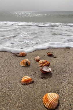 Dalgalar yavaşça deniz kıyılarına dağılmış deniz kabuklarının üzerine yuvarlanarak huzurlu bir sahil manzarası yaratıyor..