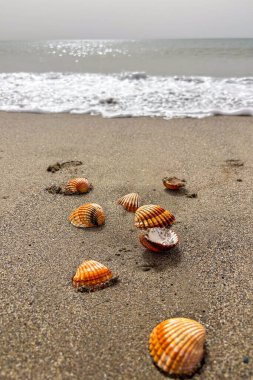 Dalgalar yavaşça deniz kıyılarına dağılmış deniz kabuklarının üzerine yuvarlanarak huzurlu bir sahil manzarası yaratıyor..