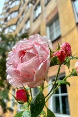 Yağmurdan sonra tatlı su damlacıkları ve yumuşak doğal ışıkla kaplı narin taç yapraklarıyla pembe bir gül..