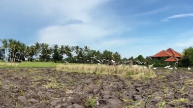 Harvest. Unidentified young man plows the land with hand tractor or plow, plowing field for planting rice, surrounded by herons against of palm trees. Farm. Bali, Indonesia, June 15, 2022