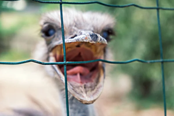 Motion blur portrait of an ostrich with an open beak attacking a net against a background of greenery, close-up