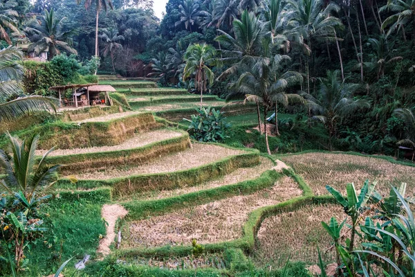 Tegallalang Rijstterrassen Ubud Bali Indonesië Schilderachtige Trapsgewijze Rijstvelden Met Palmbomen Rechtenvrije Stockafbeeldingen