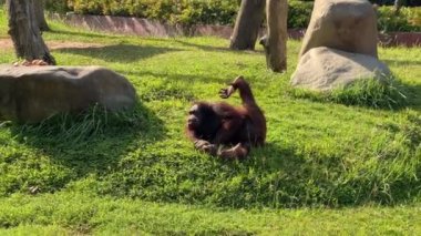 Tuhaf orangutan yeşil çimlere su tükürüyor. Bir pençe kafanın üstüne kaldırılır. Güneşli bir günde çimenlikte kırmızı orangutan biberi