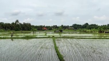 Pirinç tarlaları suyla doldu. Endonezya 'nın Bali adasındaki Ubud' da büyük pirinç tarlaları. Pirinç hasadı Dünya tahıl ihracatı ve ithalatı