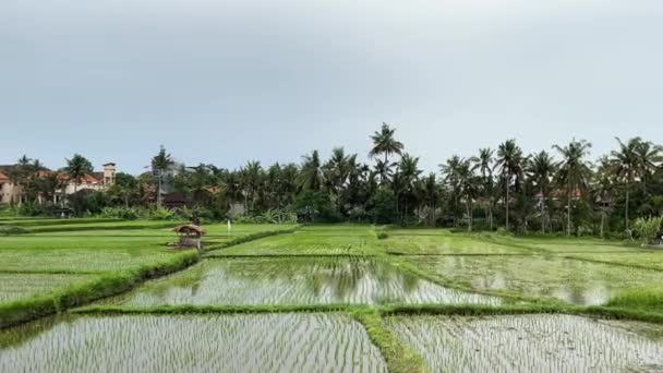 Reisfelder Überflutet Mit Wasser Große Reisplantagen Ubud Auf Der Insel — Stockvideo