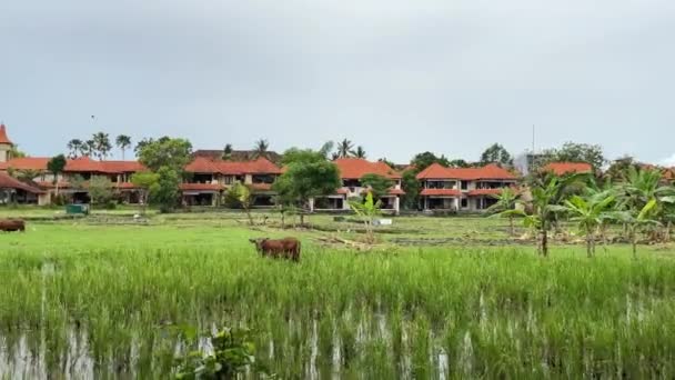 Рисовые Поля Затоплены Водой Крупные Рисовые Плантации Убуде Острове Бали — стоковое видео