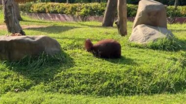 Funny adult orangutan somersaults on a green lawn, then lies down on its side, raises its leg up and strokes its head.