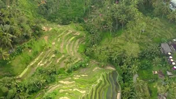 Top View Drone Shot Tegallalang Rice Terraces Downtown Ubud Bali — Wideo stockowe