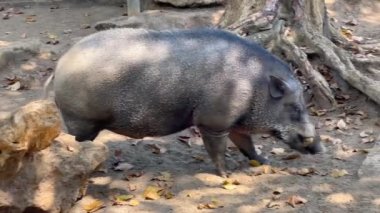 Male wild boar with large fangs trampling the ground. Wild predator in the natural environment. Wild pig