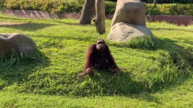 Orangutan spits water while sitting on a green lawn. Wild animals, monkey. A funny animal has taken water into its mouth and shoots a stream of water through its teeth.