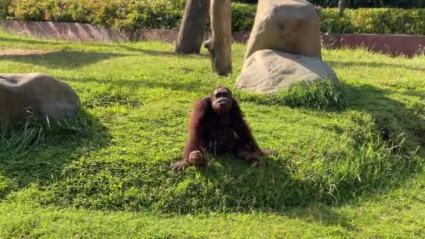 Орангутан Плюёт Водой Сидя Зелёной Лужайке Дикие Животные Обезьяна Забавное — стоковое видео
