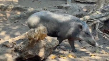 Dişi yaban domuzu toprağı çiğniyor. Doğal ortamda vahşi bir yırtıcı. Vahşi domuz.