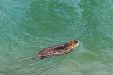 Coypu, güneşli bir günde nehirde, gölde ya da gölette yüzen bir hindistan cevizi resmi. Vahşi hayvanlar, doğal çevredeki hayvanlar.