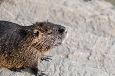 Nutria, bir taşın üzerinde dururken bir hindistancevizinin ağızlığına yakından bak. Vahşi hayvanlar, doğal çevredeki hayvanlar..
