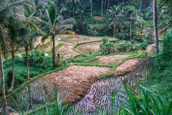 Endonezya Nın Bali Adasındaki Ubud Tegallalang Pirinç Terasları Arka Planda — Stok fotoğraf