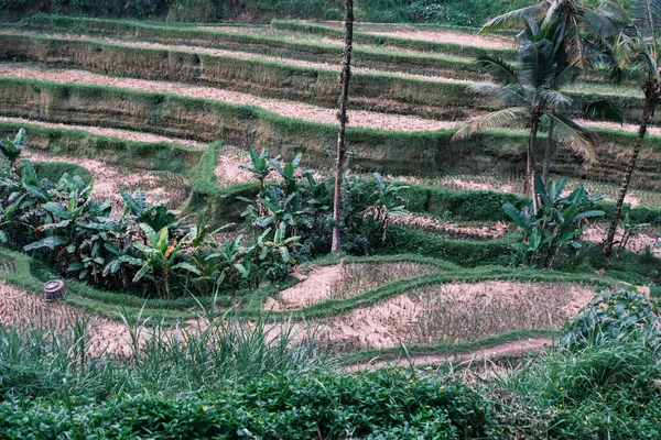 Tegalang Rijstterrassen Bali Zicht Trapsgewijze Rijstvelden Met Ubude Palmbomen Achtergrond — Stockfoto