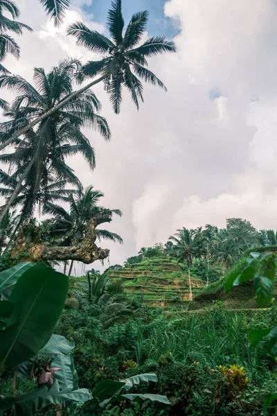 Gambar Vertikal Dari Tegallalang Sawah Teras Ubud Pulau Bali Indonesia — Stok Foto
