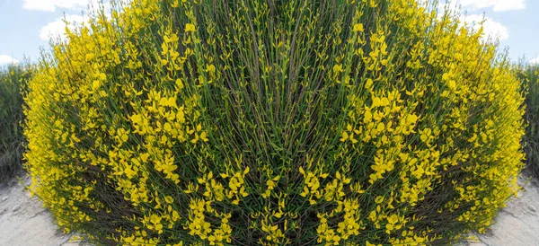 스페인 빗자루 스페인어 Spartium Junceum 빗자루 Rush Broom 족제비 빗자루 — 스톡 사진