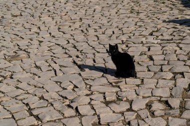 Kara kedi asfalt yolda oturuyor..